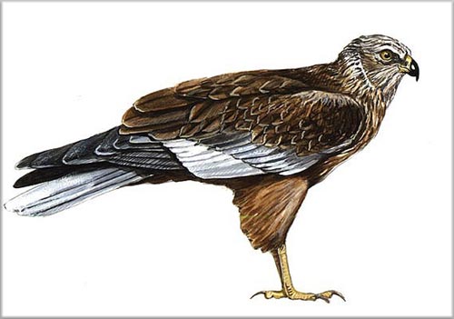 Falco di palude disegno