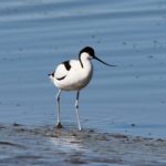 avocet-333774_1280