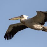 pelican-1179357_1280